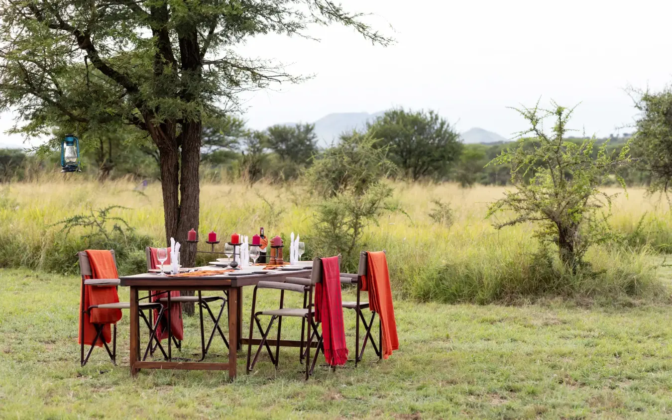 Outdoor dining table set under acacia tree in open savanna grassland, Serengeti Wilderness Camp, Serengeti National Park, Tanzania