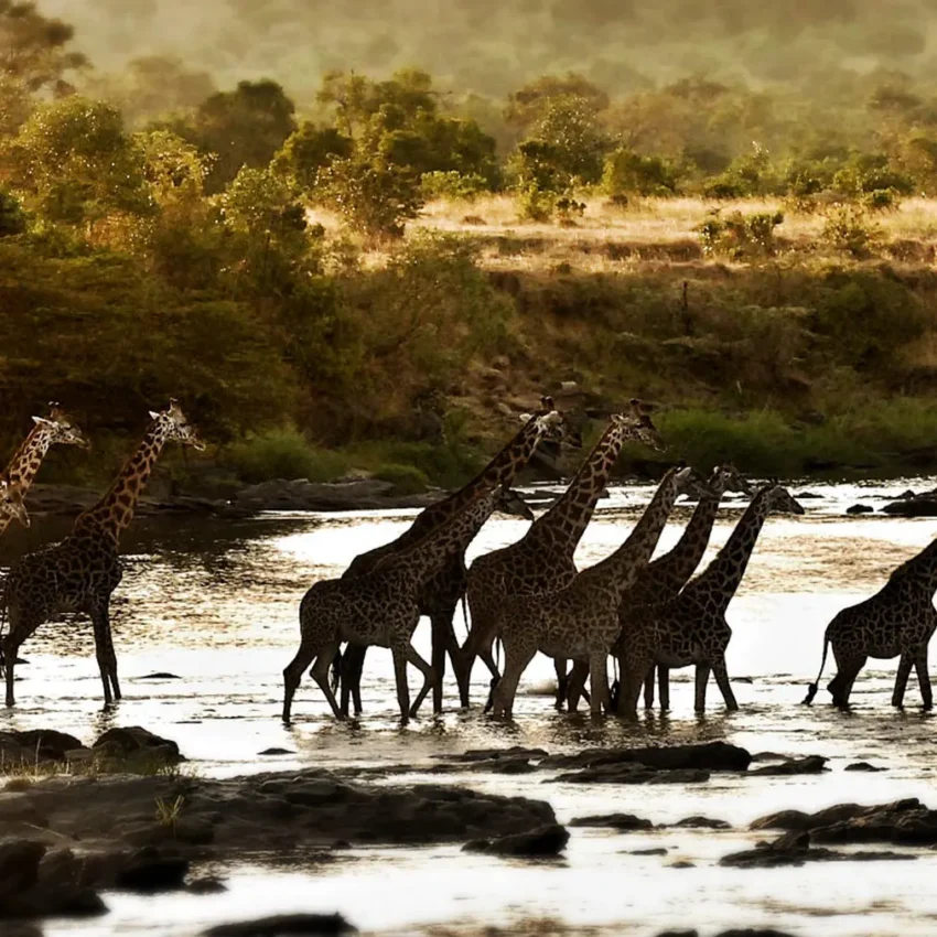 Giraffes and zebras drinking at riverbank during golden hour, Serian “The Original”, Maasai Mara, Kenya