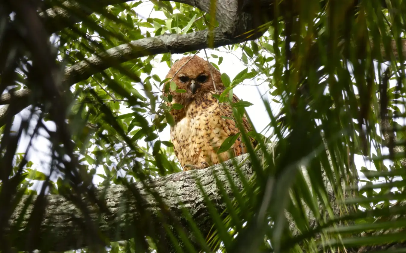 Spotted owl perched on branch among green foliage, Setari, The Okavango Delta, Botswana