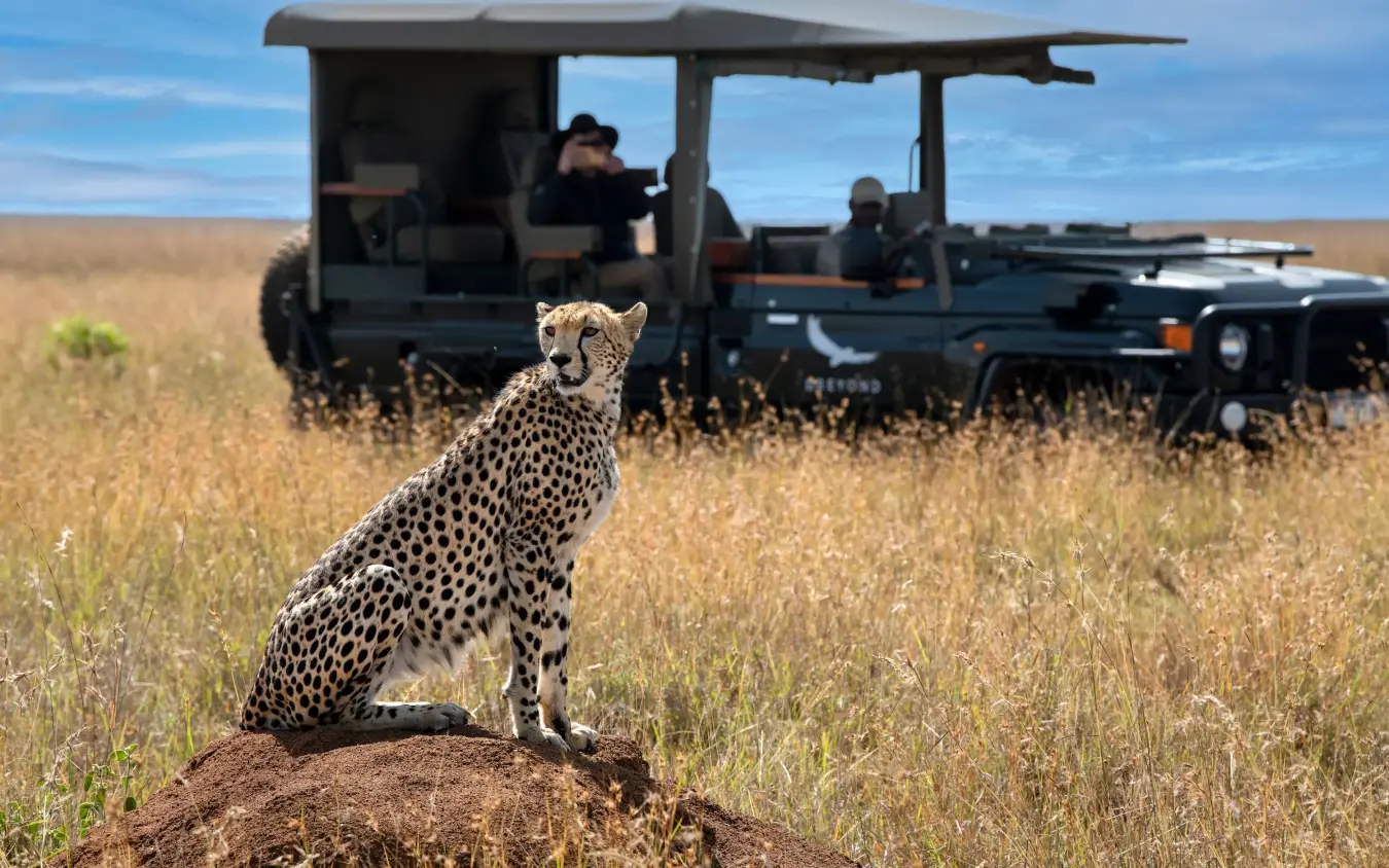 Cheetah sitting on termite mound with safari vehicle and guests in background, Suyian Lodge, Laikipia Highlands, Kenya