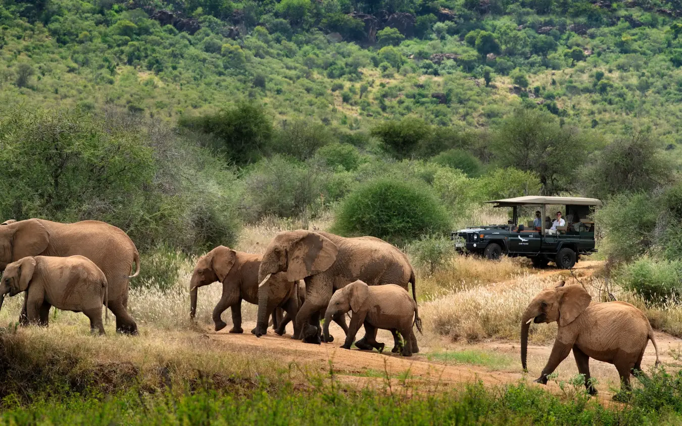 Herd of elephants walking past safari vehicle on game drive through bush landscape, Suyian Lodge, Laikipia Highlands, Kenya