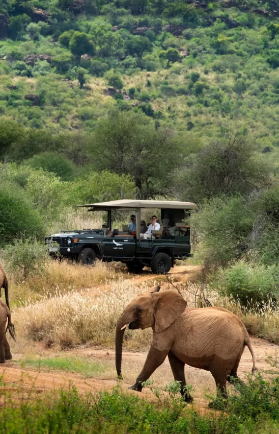 Safari vehicle with guests observing elephant in woodland savanna, Suyian Lodge, Laikipia Highlands, Kenya