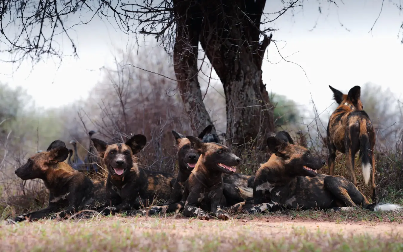 Pack of wild dogs resting beneath large tree in woodland savanna, Suyian Lodge, Laikipia Highlands, Kenya