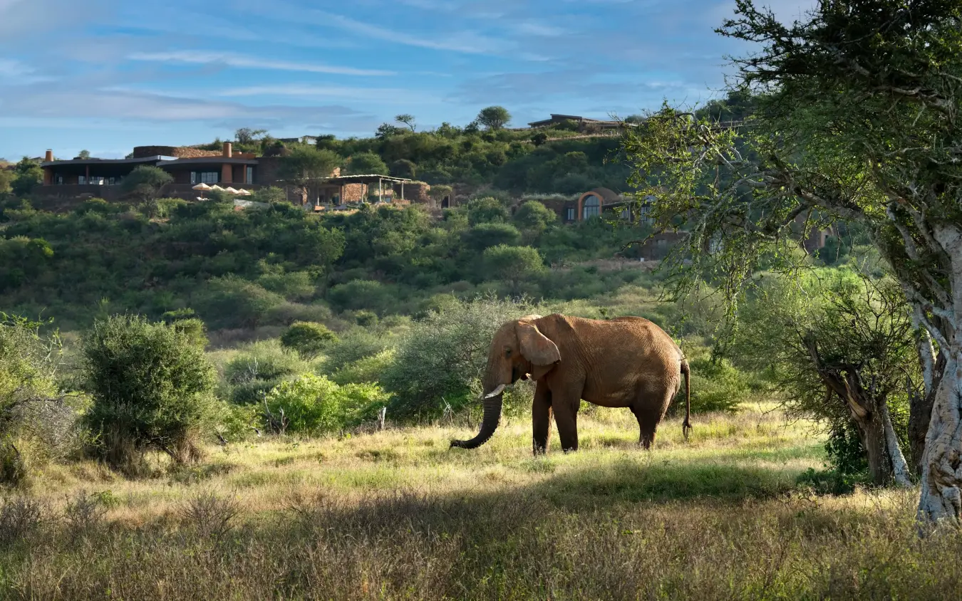 African elephant walking through savanna grassland with lodge buildings on hillside, Suyian Lodge, Laikipia Highlands, Kenya