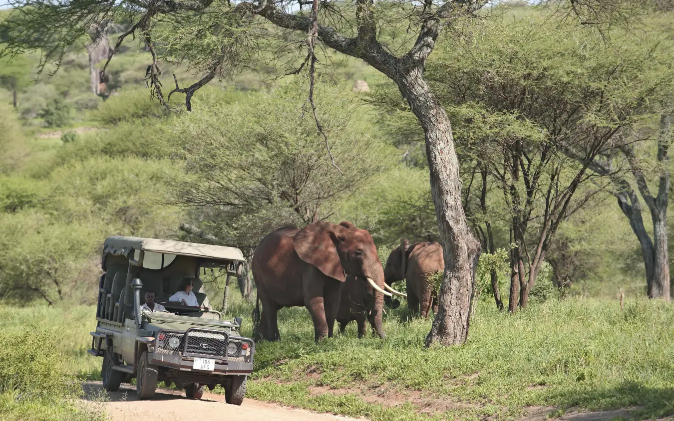 Safari vehicle encountering elephants on woodland game drive, Tarangire Ndovu Tented Lodge, Tarangire National Park, Tanzania