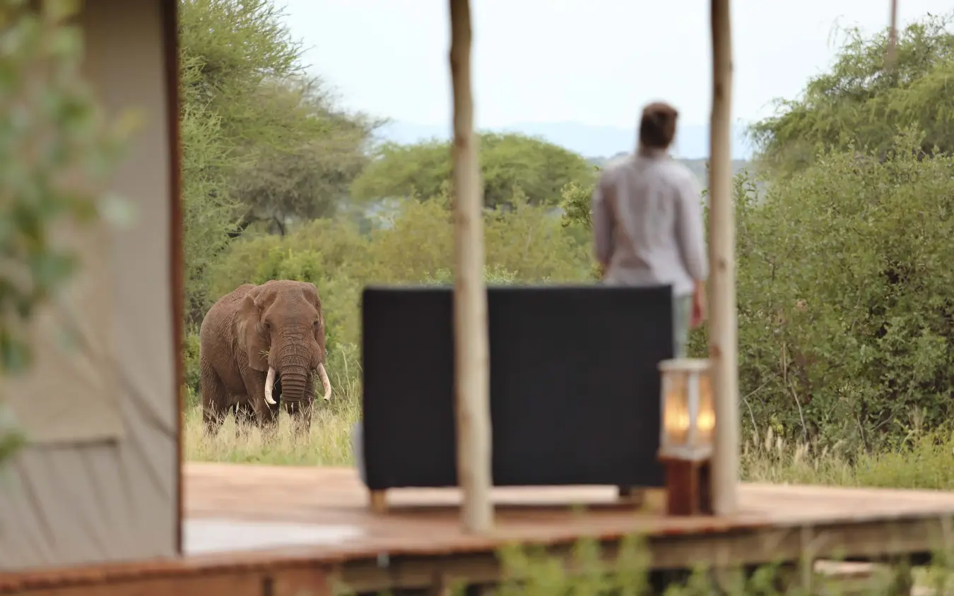 Elephant approaching observation deck with guest viewing from covered pavilion, Tarangire Ndovu Tented Lodge, Tarangire National Park, Tanzania