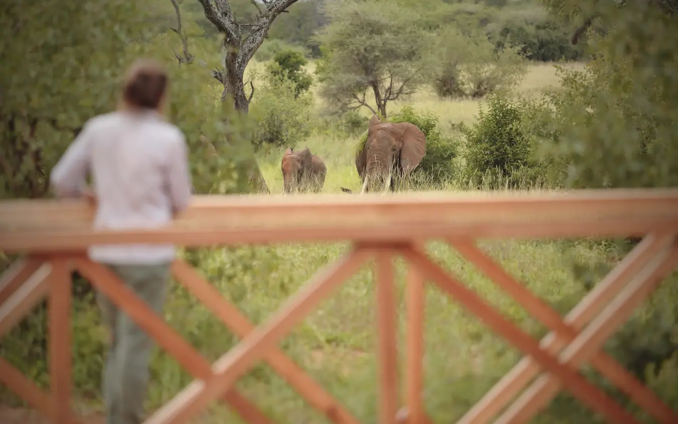 Guest viewing elephants from wooden deck overlooking savanna woodland, Tarangire Ndovu Tented Lodge, Tarangire National Park, Tanzania