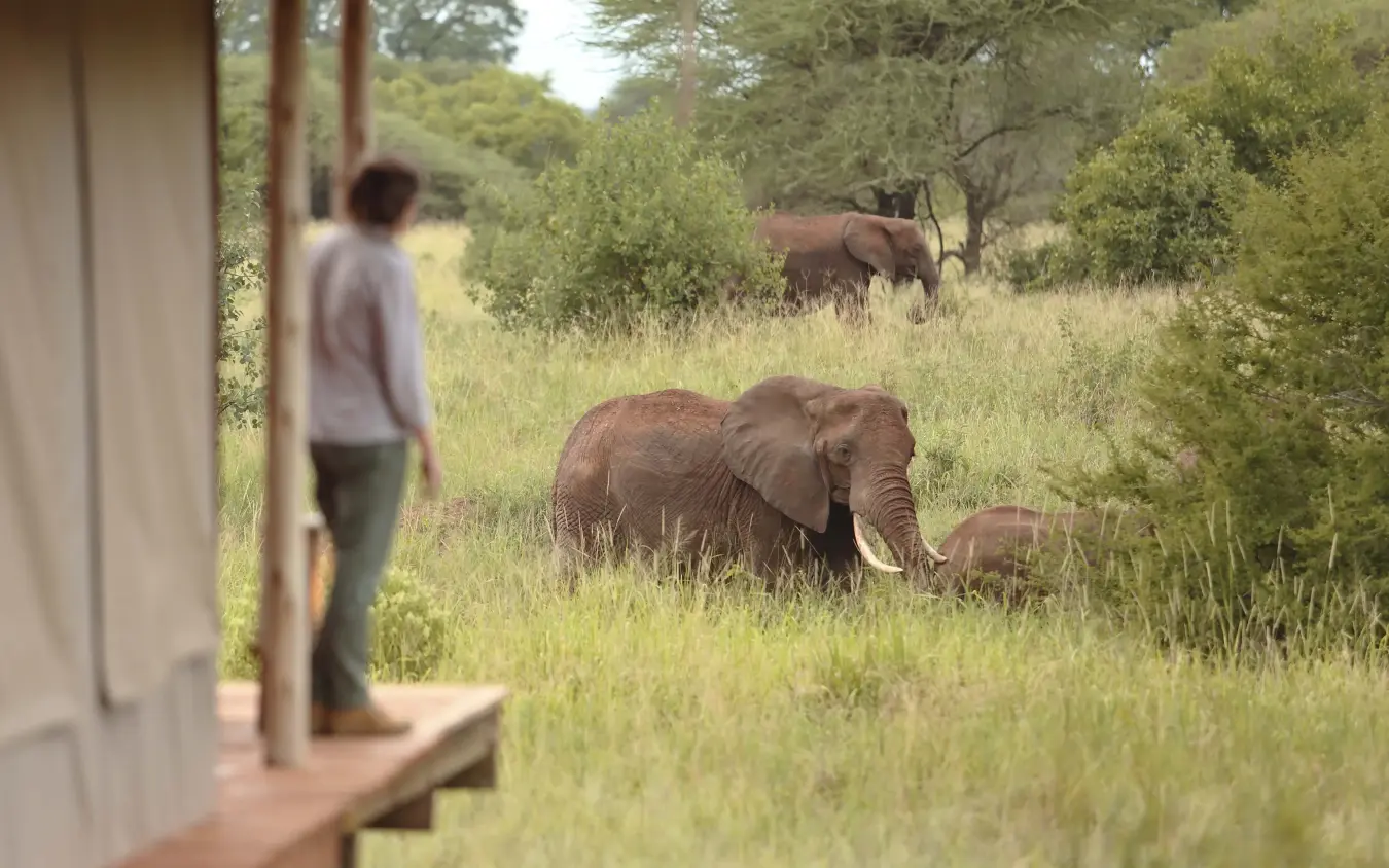 Guest observing elephants from lodge veranda in savanna woodland, Tarangire Ndovu Tented Lodge, Tarangire National Park, Tanzania