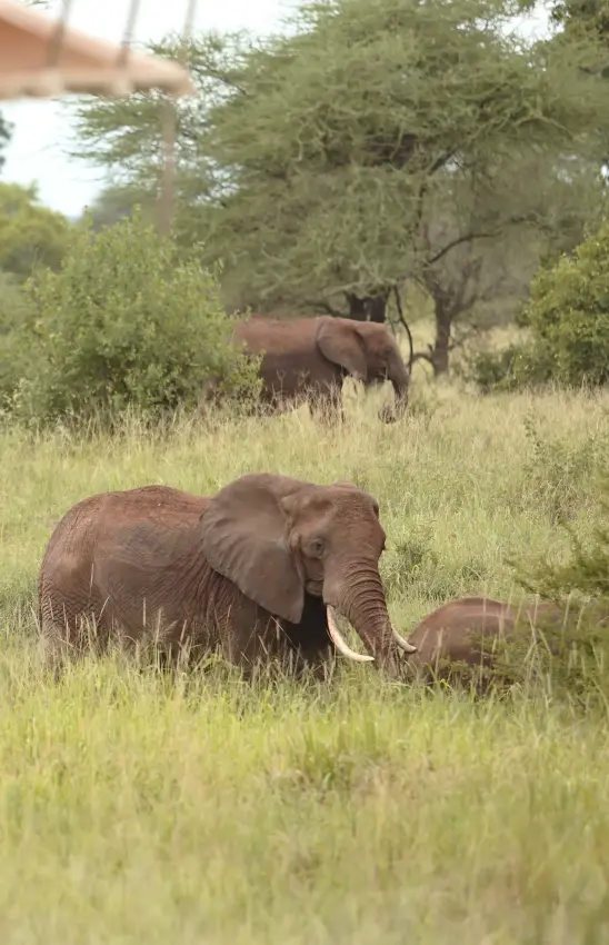 Elephants grazing in grassland with acacia trees in background, Tarangire Ndovu Tented Lodge, Tarangire National Park, Tanzania