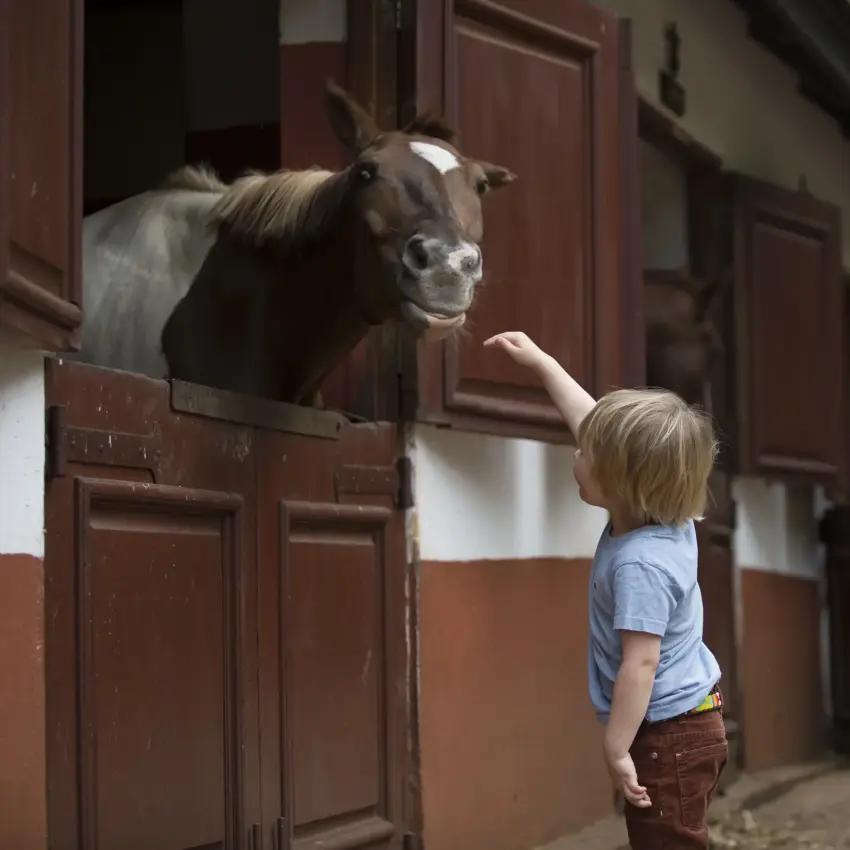 Young child feeding goat at stable door, The Manor at Ngorongoro, Ngorongoro Crater, Tanzania