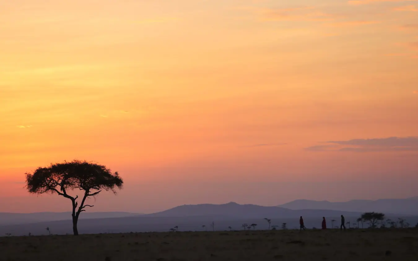 Acacia tree silhouetted against colorful sunset sky over savanna landscape, Basecamp Wilderness, Maasai Mara, Kenya