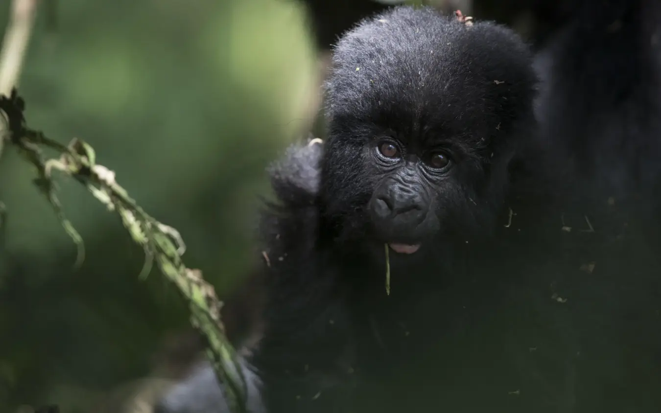 Young black primate peering through green foliage, Bwindi Lodge, Bwindi Impenetrable Forest, Uganda