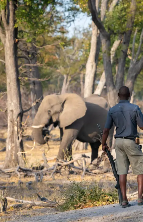 Guests walking with guide near large termite mound in woodland, Savuti Camp, Linyanti Wildlife Reserve, Botswana