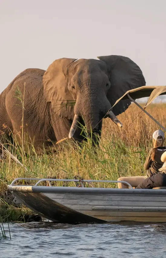 Guests in motorboat observe elephant drinking from river, Savuti Camp, Linyanti Wildlife Reserve, Botswana