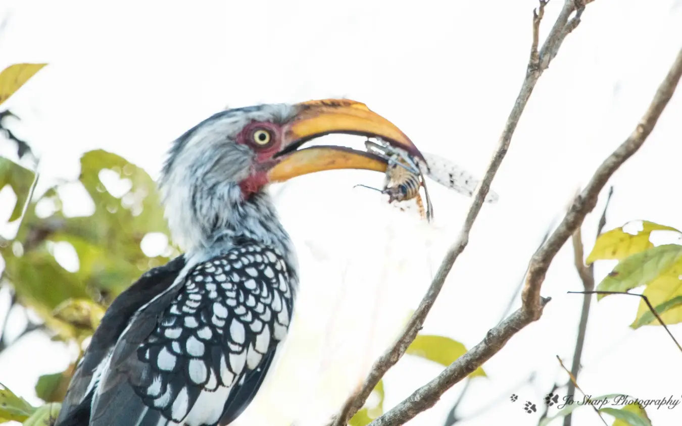 Crested hornbill perched on branch with small prey in beak, Chilo Gorge Safari Lodge, Gonarezhou & Malilangwe, Zimbabwe