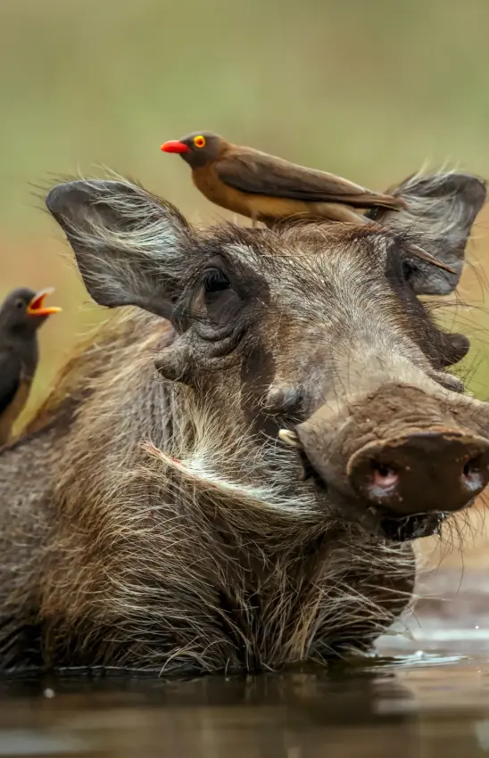 Warthog in water with birds perched on back, Seringet Mara Camp, Maasai Mara, Kenya