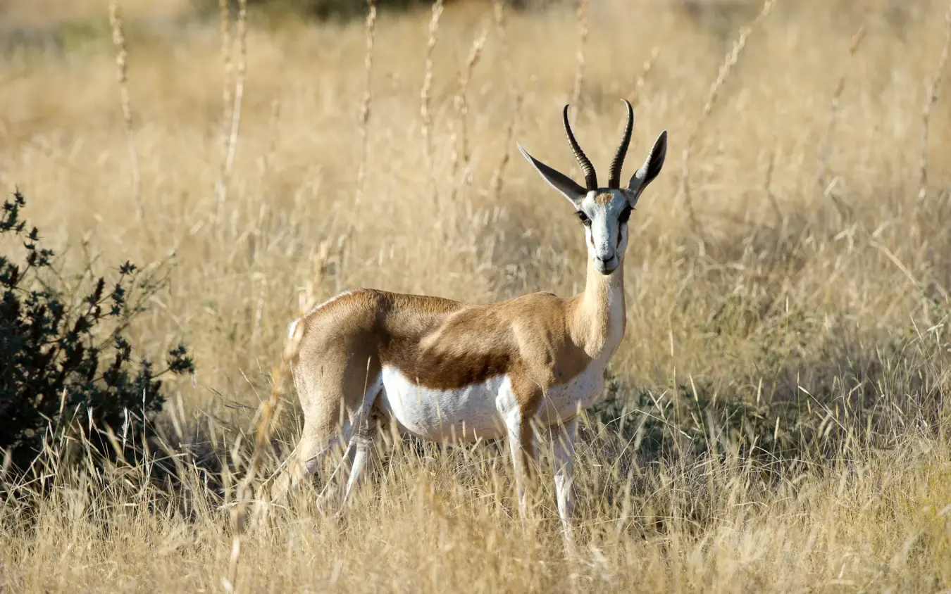 Gazelle with long curved horns standing alert in dry grassland, Doro Nawas Camp, Damaraland, Namibia