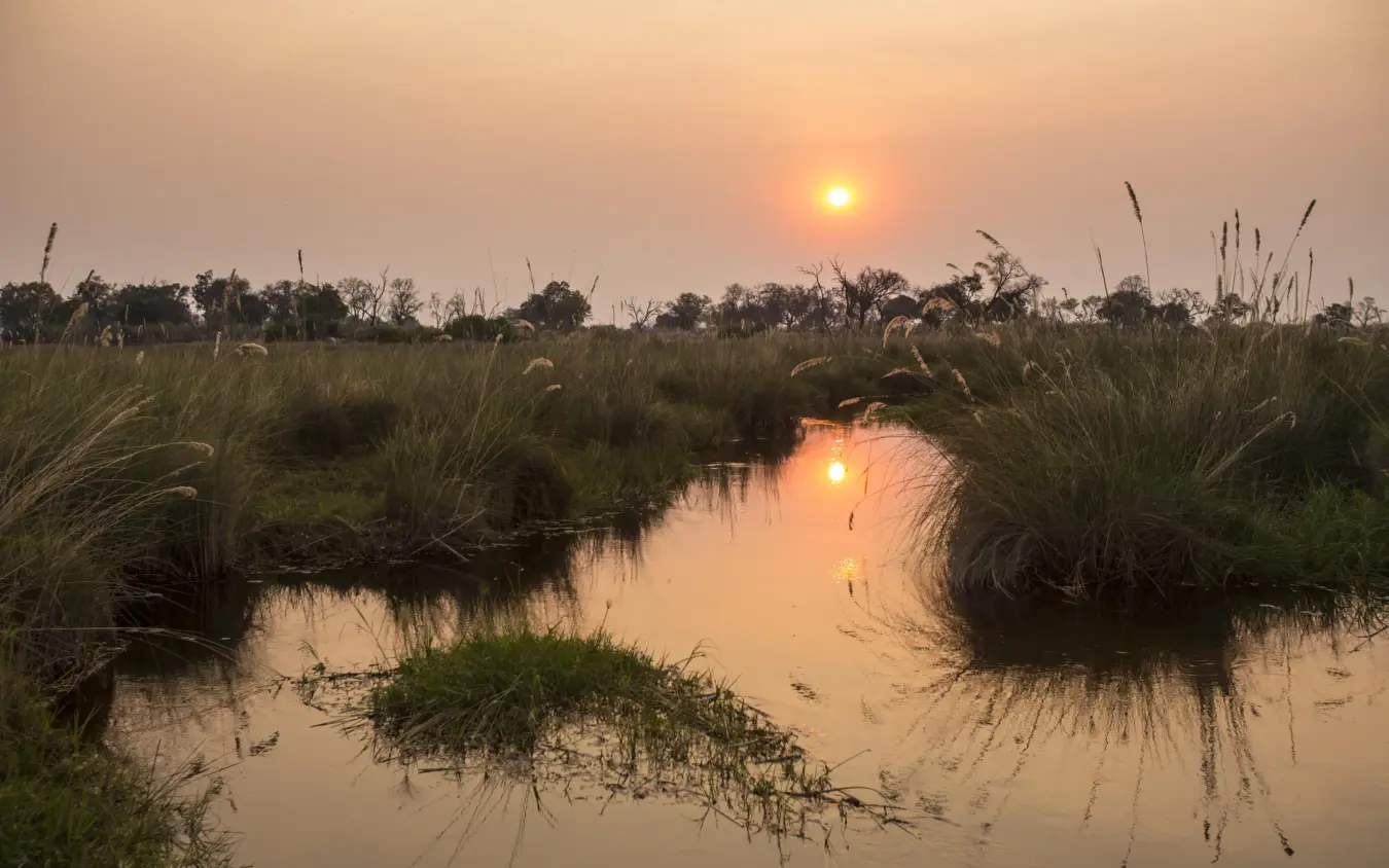 Wetland at sunrise with tall grasses and still water, Duba Explorers Camp, The Okavango Delta, Botswana