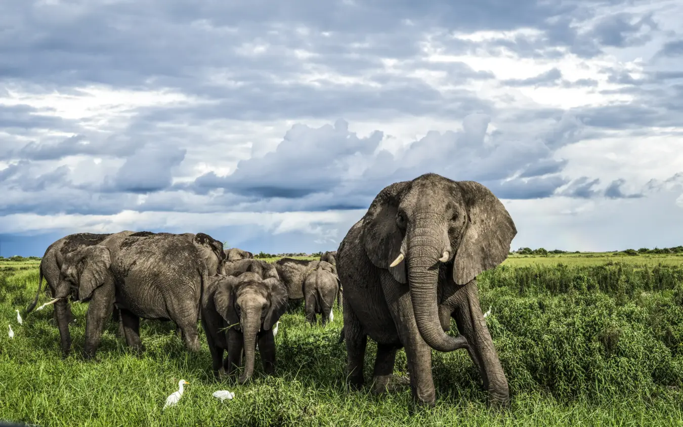 Elephant herd with calves grazing in grassland savanna, Duba Explorers Camp, The Okavango Delta, Botswana