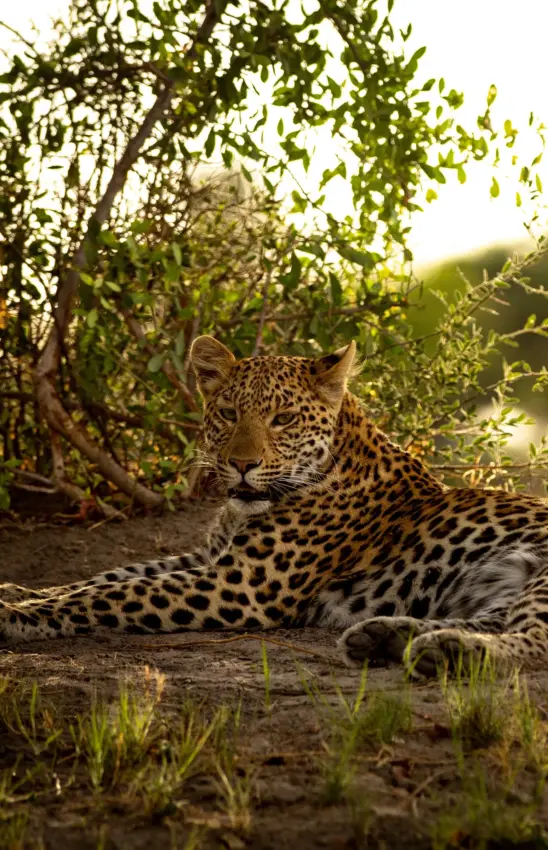 Leopard resting beneath dense tree cover in dappled sunlight, Duba Explorers Camp, The Okavango Delta, Botswana
