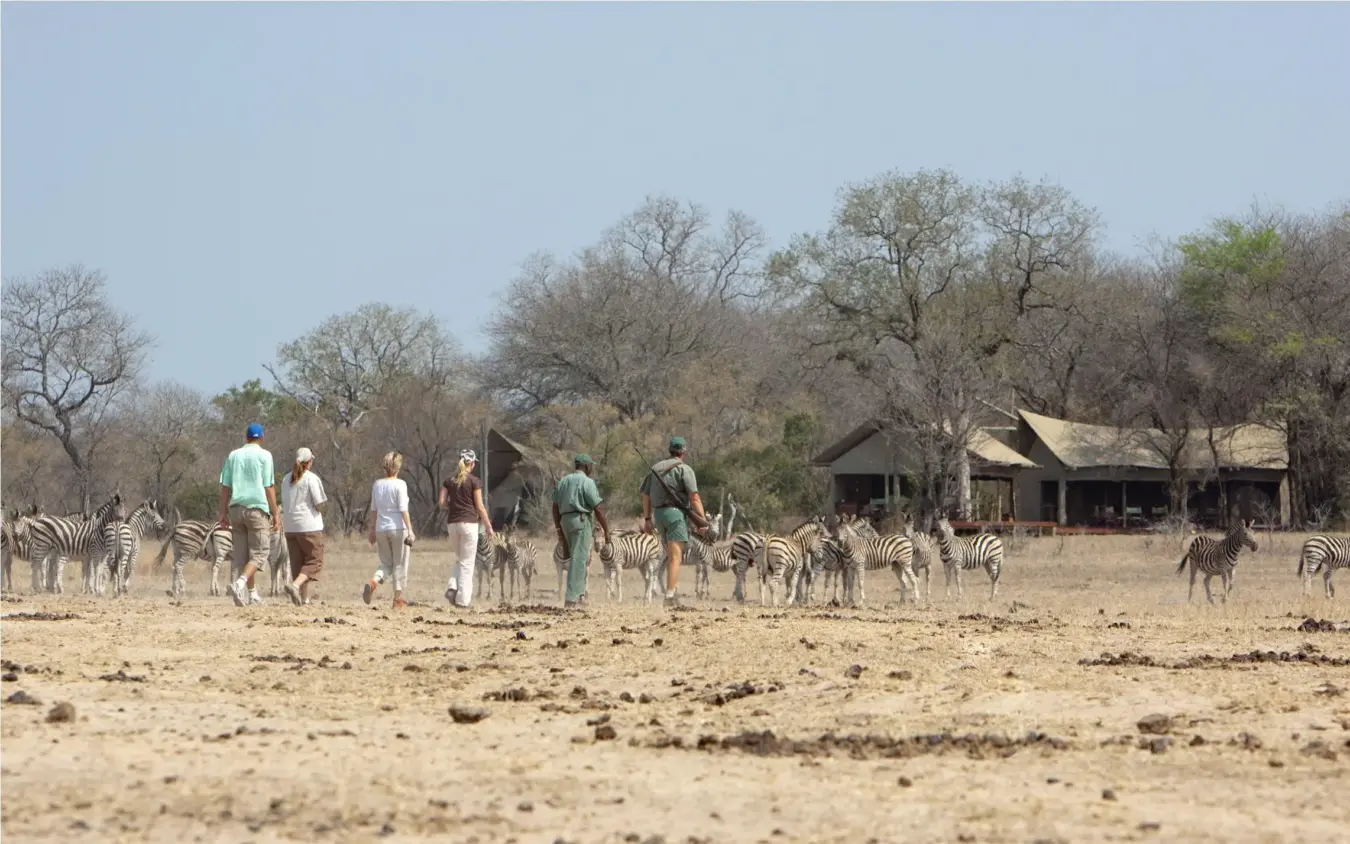 Guests walking among zebras near safari lodge buildings, Duba Plains, The Okavango Delta, Botswana