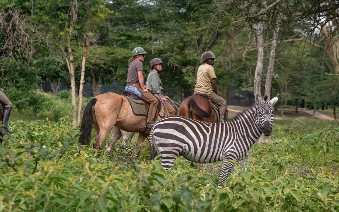 Zebra walking alongside horseback riders on woodland trail, Hamerkop House, Arusha, Tanzania