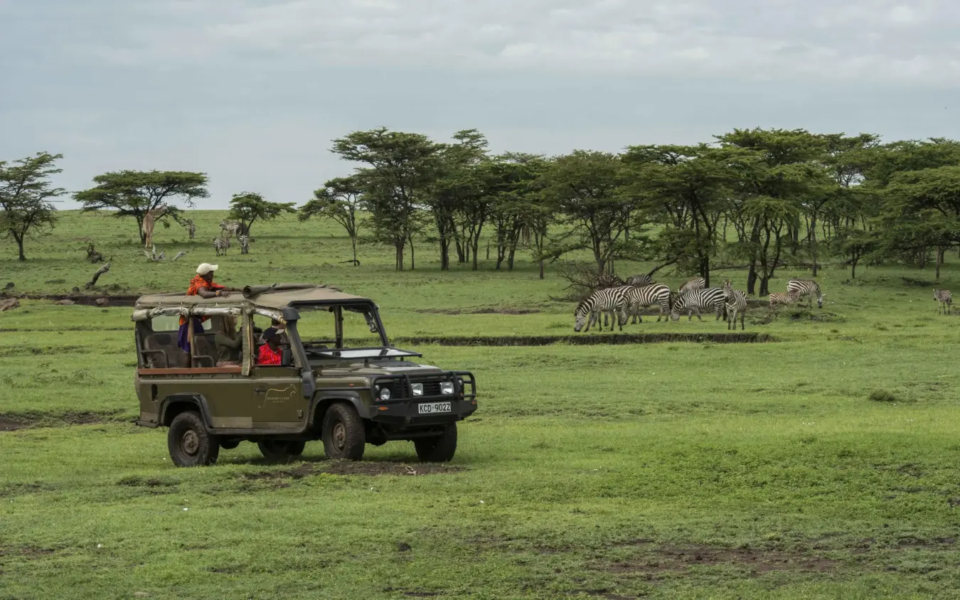 Safari vehicle with guests observing zebras on grassland with acacia trees, Hemingways River Camp Mara, Maasai Mara, Kenya