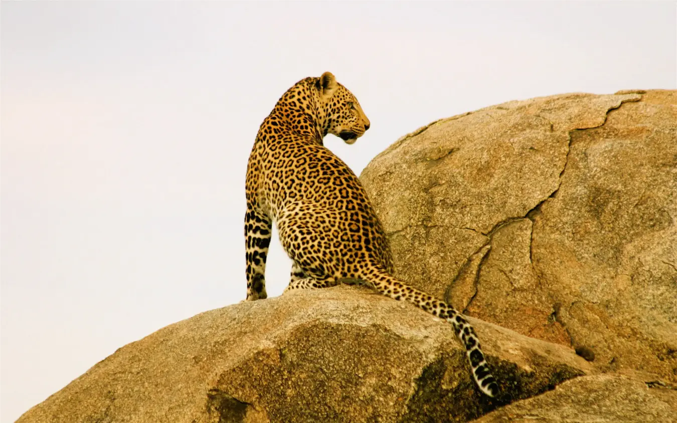 Leopard perched on rocky outcrop surveying landscape, Hemingways River Camp Mara, Maasai Mara, Kenya
