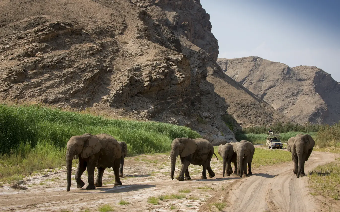Elephant herd crossing dirt road near rocky outcrop, Hoanib Valley Camp, Damaraland, Namibia