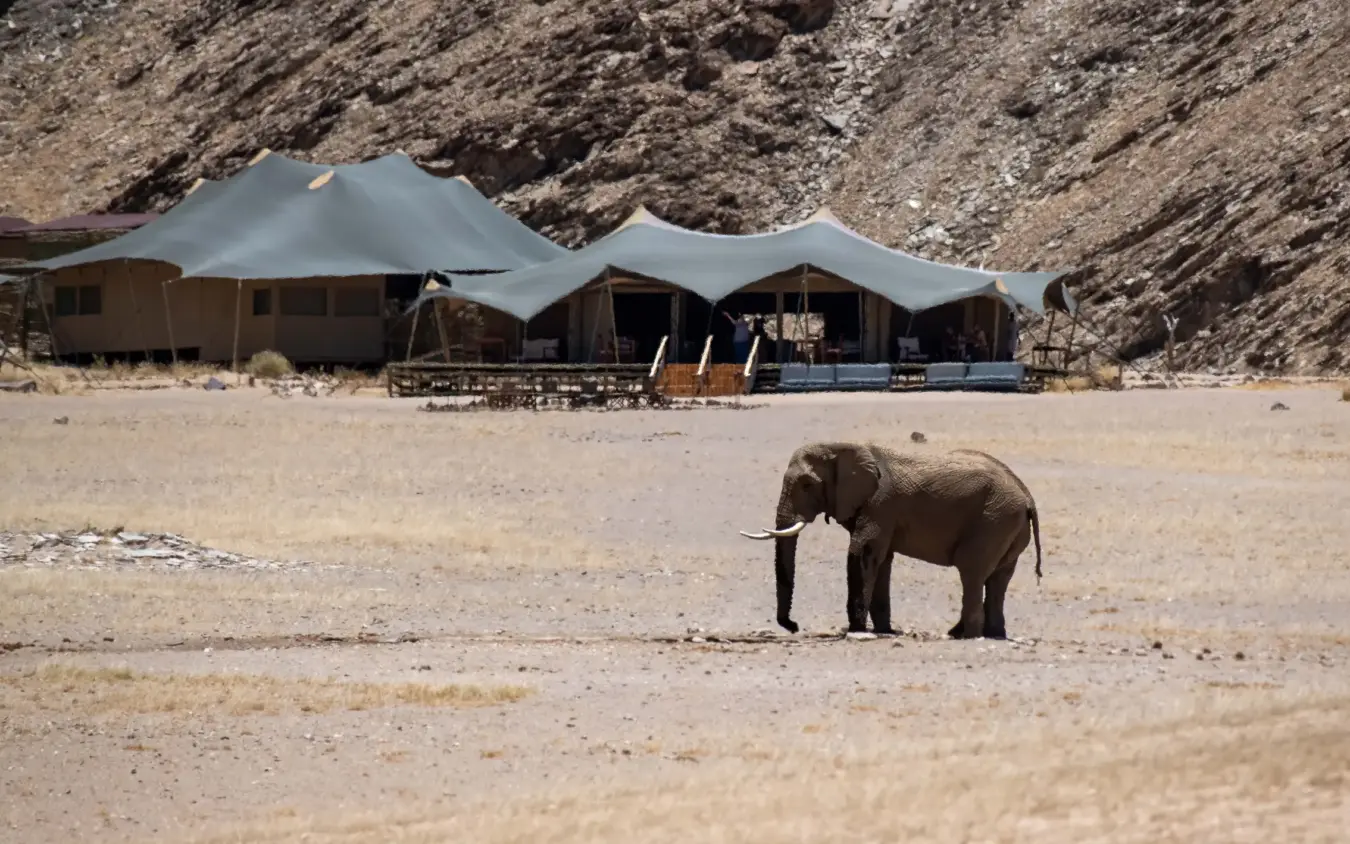 Young elephant walking toward luxury tented camp in arid valley, Hoanib Valley Camp, Damaraland, Namibia
