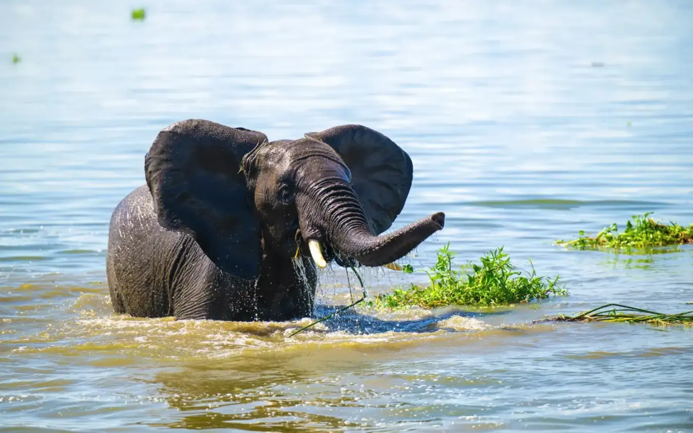 African elephant wading in shallow water reaching vegetation, Honey Bear Bush Camp, Queen Elizabeth NP, Uganda