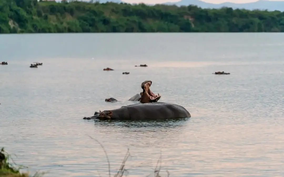 Hippopotamus with open mouth in river with pods nearby, Honey Bear Bush Camp, Queen Elizabeth NP, Uganda