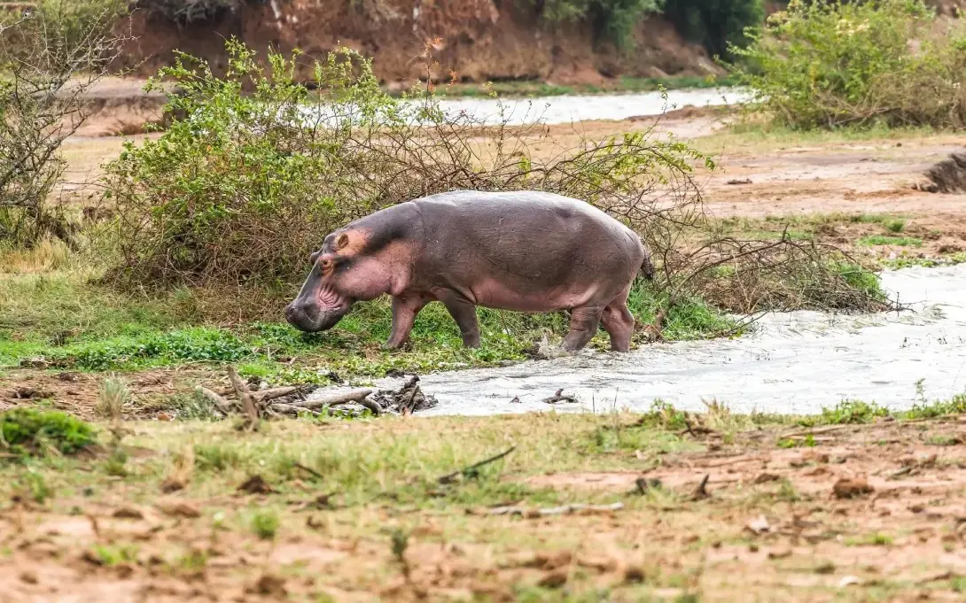 Hippopotamus walking along muddy riverbank with vegetation, Honey Bear Bush Camp, Queen Elizabeth NP, Uganda