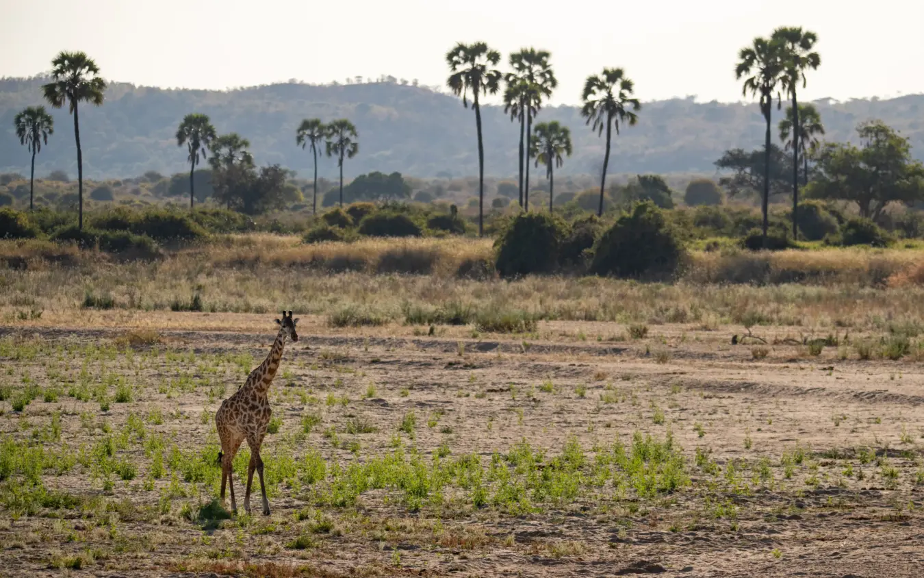Young giraffe walking through grassland with palm trees in background, Ikuka Safari Camp, Ruaha National Park, Tanzania