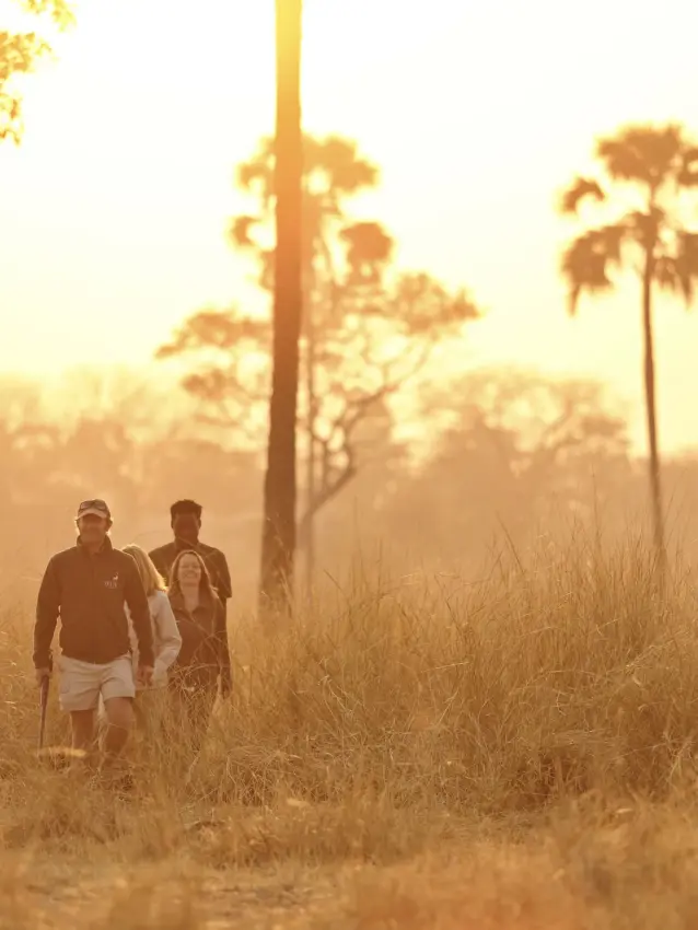 Guests walking through grassland with tall palms at golden hour, Ikuka Safari Camp, Ruaha National Park, Tanzania