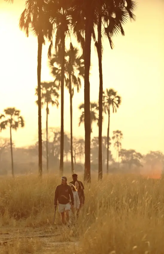 Two hikers walking through grassland beneath tall palm trees at sunrise, Ikuka Safari Camp, Ruaha National Park, Tanzania
