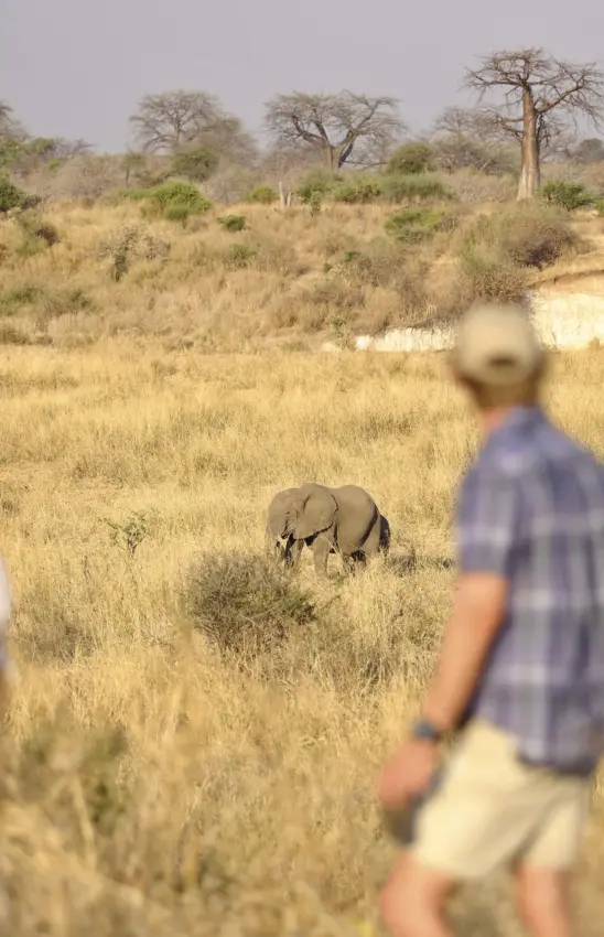 Guest observing young elephant in dry grassland savanna landscape, Ikuka Safari Camp, Ruaha National Park, Tanzania