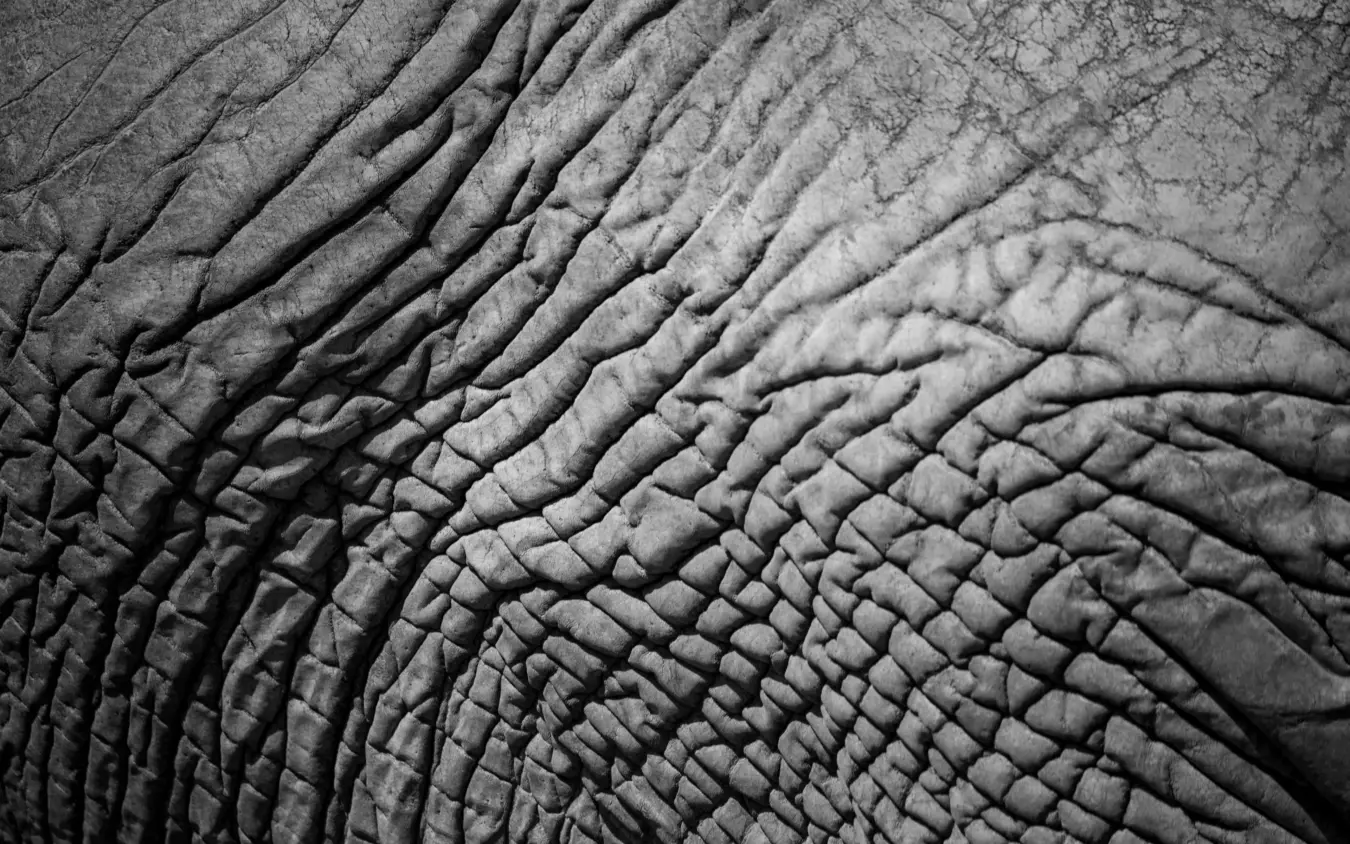Textured elephant skin in close-up black and white detail, Ikuka Safari Camp, Ruaha National Park, Tanzania