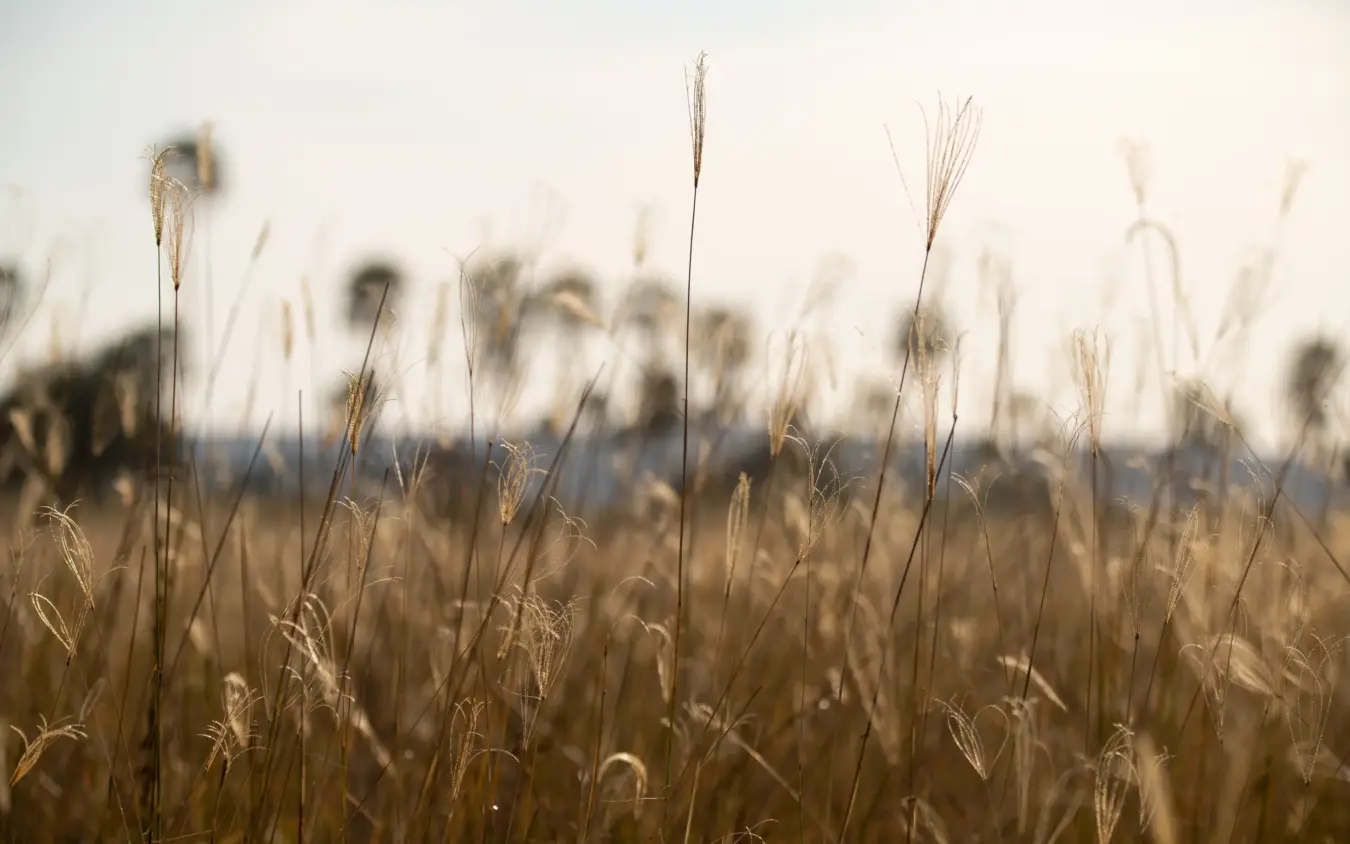 Tall golden grasses swaying in natural grassland habitat, Ikuka Safari Camp, Ruaha National Park, Tanzania