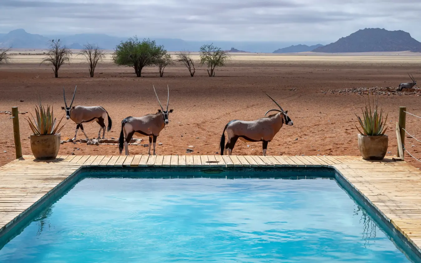 Swimming pool with oryx antelope grazing in desert landscape, Kwessi Dunes, NamibRand Private Reserve, Namibia