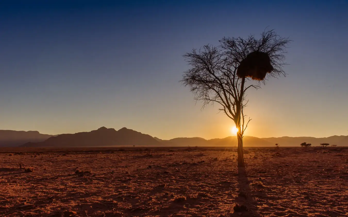 Giraffe with weaver bird nest in tree at sunset over savanna, Kwessi Dunes, NamibRand Private Reserve, Namibia