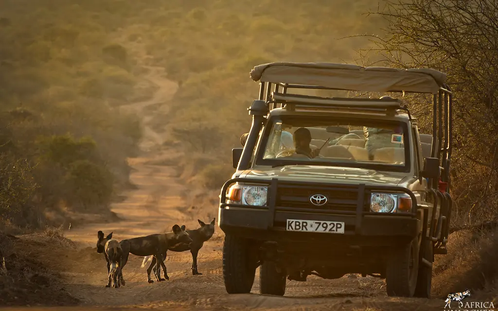 Safari vehicle encounters wild dogs on dusty road, Laikipia Wilderness, Laikipia Highlands, Kenya
