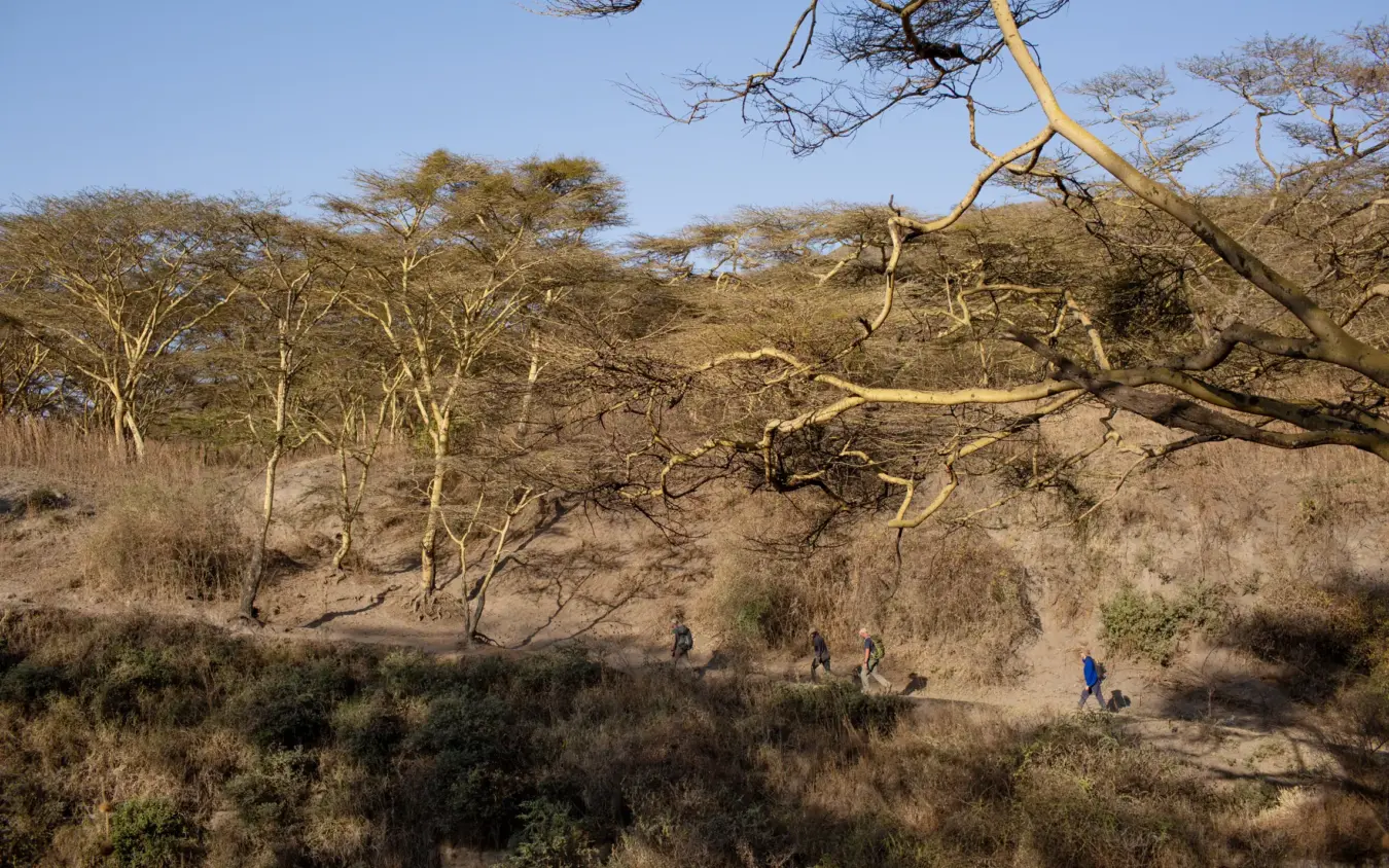 Hikers walking through dry acacia woodland terrain, Lake Natron Camp, Lake Natron, Tanzania
