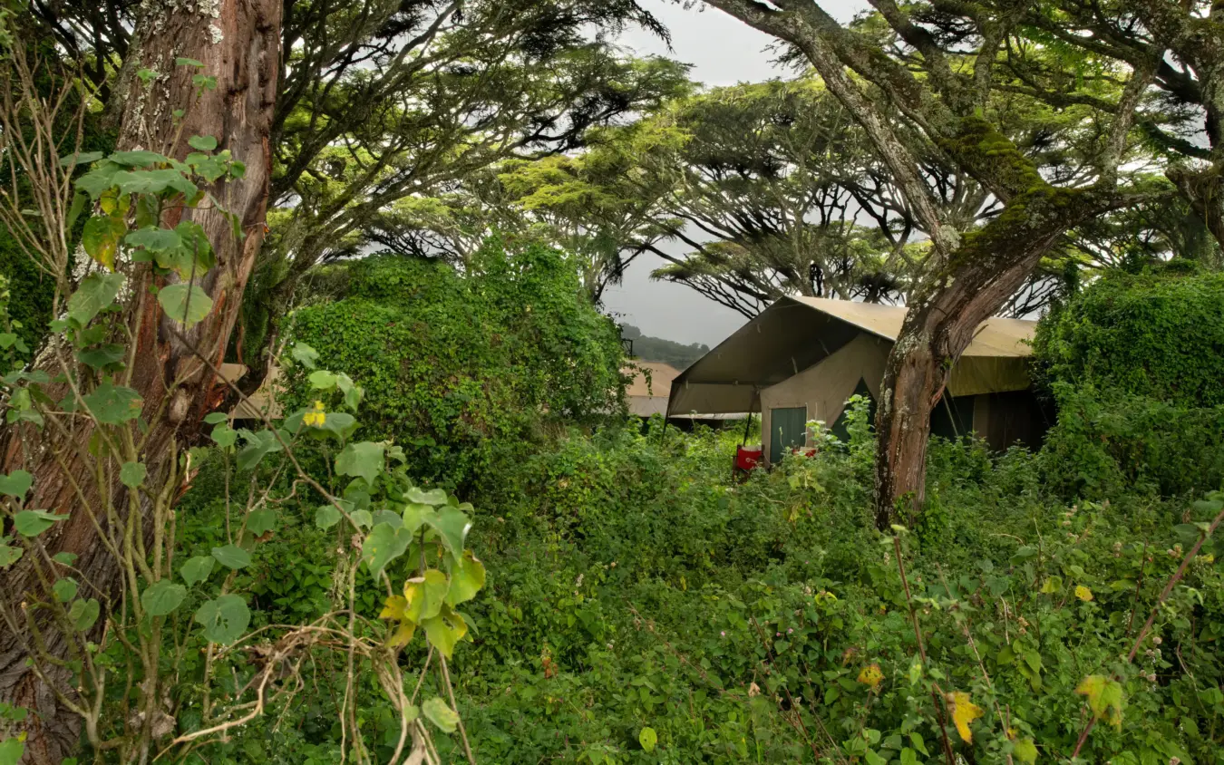 Tented camp nestled among acacia trees and lush vegetation, Lemala Ngorongoro, Ngorongoro Crater, Tanzania