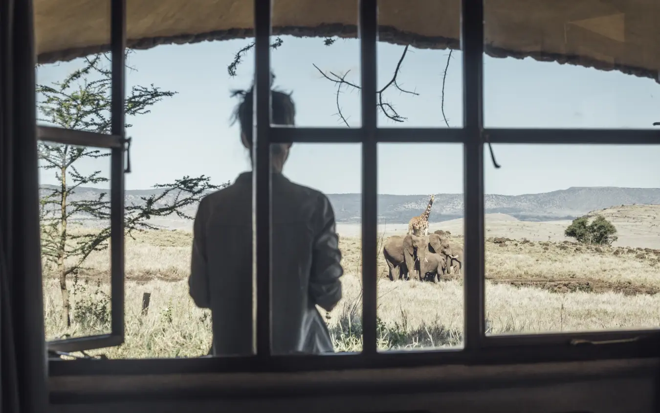 Person viewing elephants from lodge window across savanna landscape, Lewa House, Laikipia Highlands, Kenya