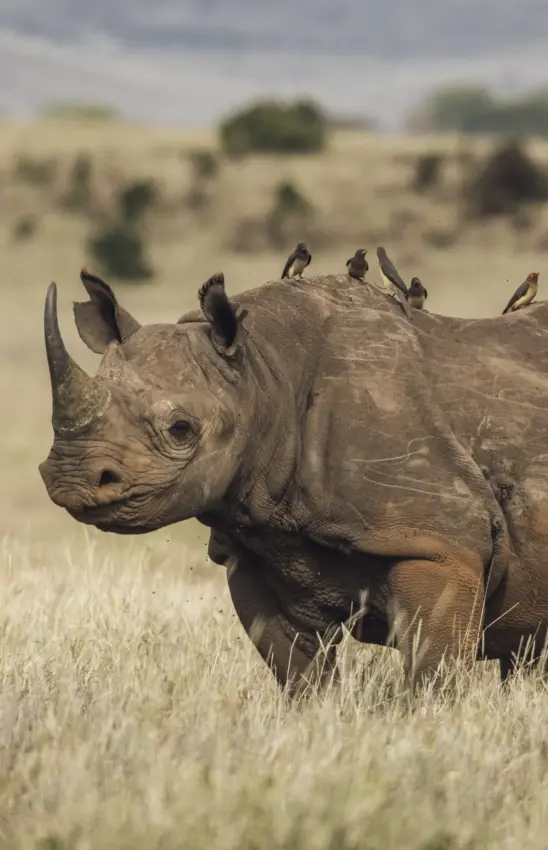 Rhinoceros with oxpeckers on back in grassland savanna, Lewa House, Laikipia Highlands, Kenya