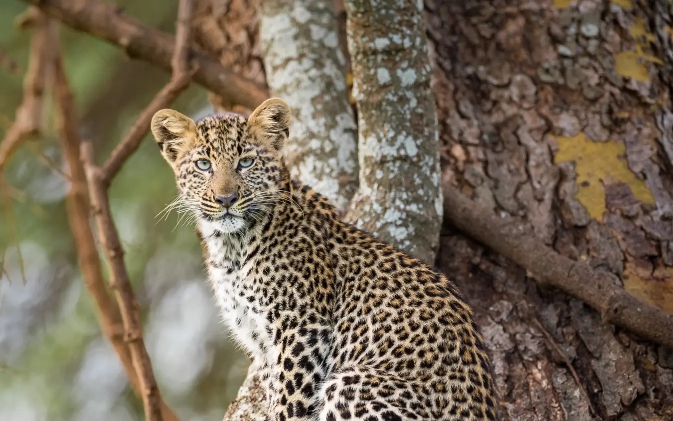 Young leopard resting against lichen-covered tree trunk in dappled light, Lewa House, Laikipia Highlands, Kenya