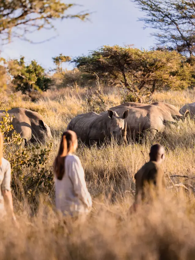 Walking safari with guests observing rhinos in golden grassland, Lewa Wilderness, Laikipia Highlands, Kenya