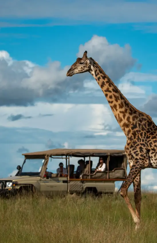Giraffe walking past safari vehicle with passengers on open grassland, Naibor Camp, Maasai Mara, Kenya