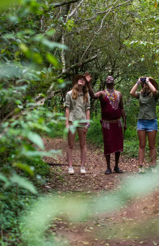 Group of birdwatchers observing wildlife in dense forest canopy, Naibor Camp, Maasai Mara, Kenya
